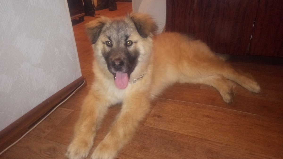 Метис овчарки щенок 4 месяца