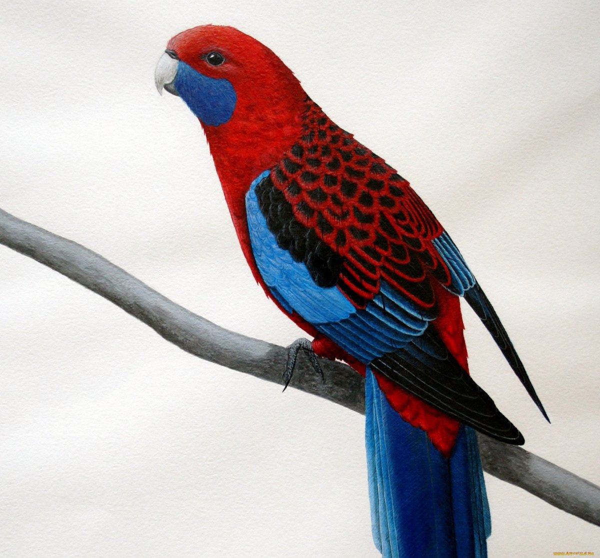 Попугай Розелла пенантовая