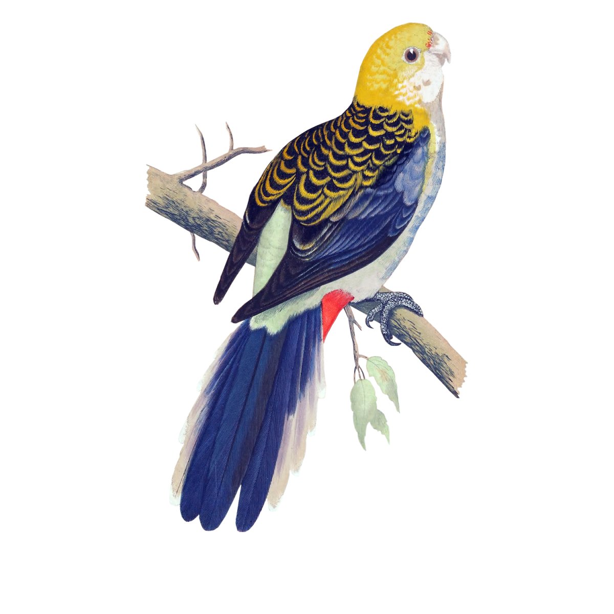 Розелла пестрая