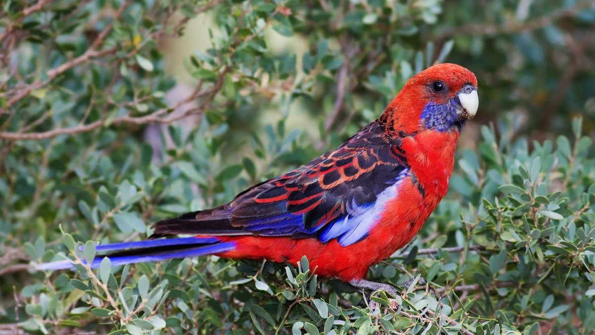 Попугай Розелла пенантовая