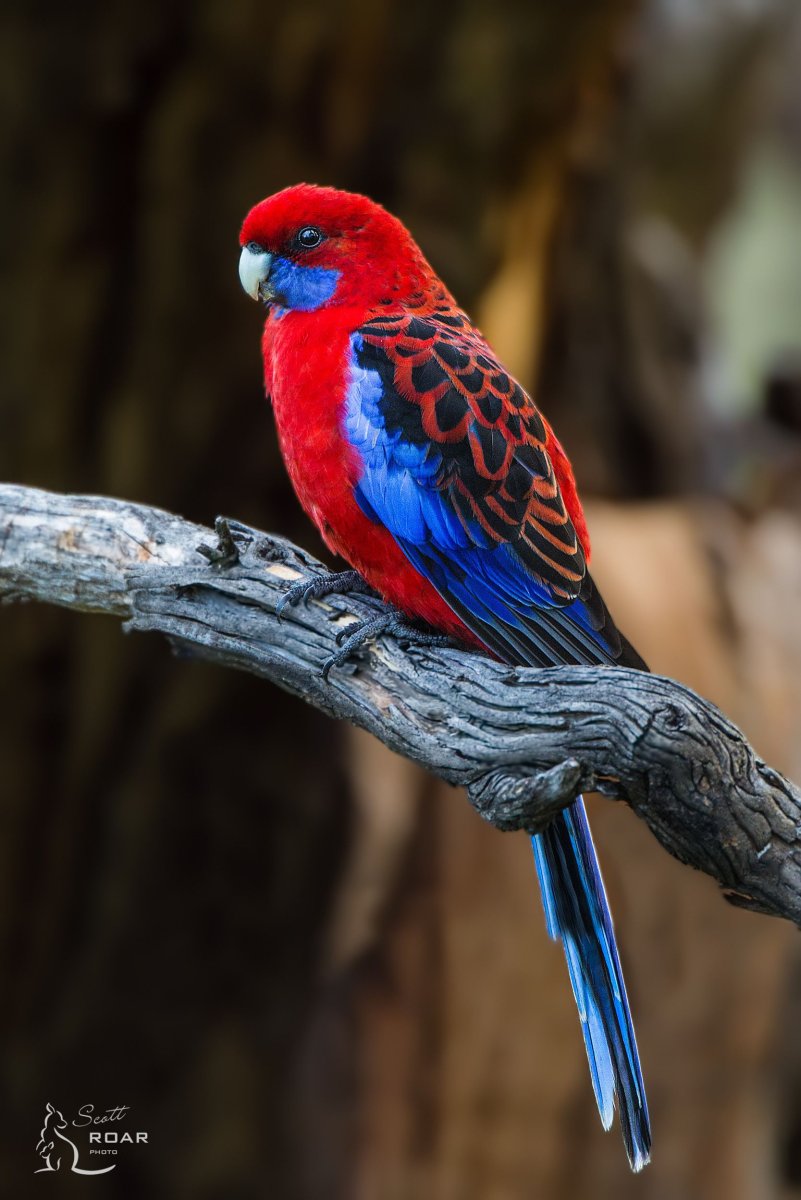 Красная Розелла - Platycercus elegans