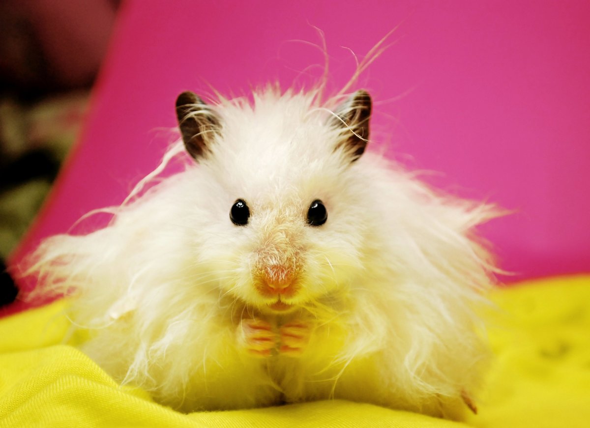 Хомячок с сердечком