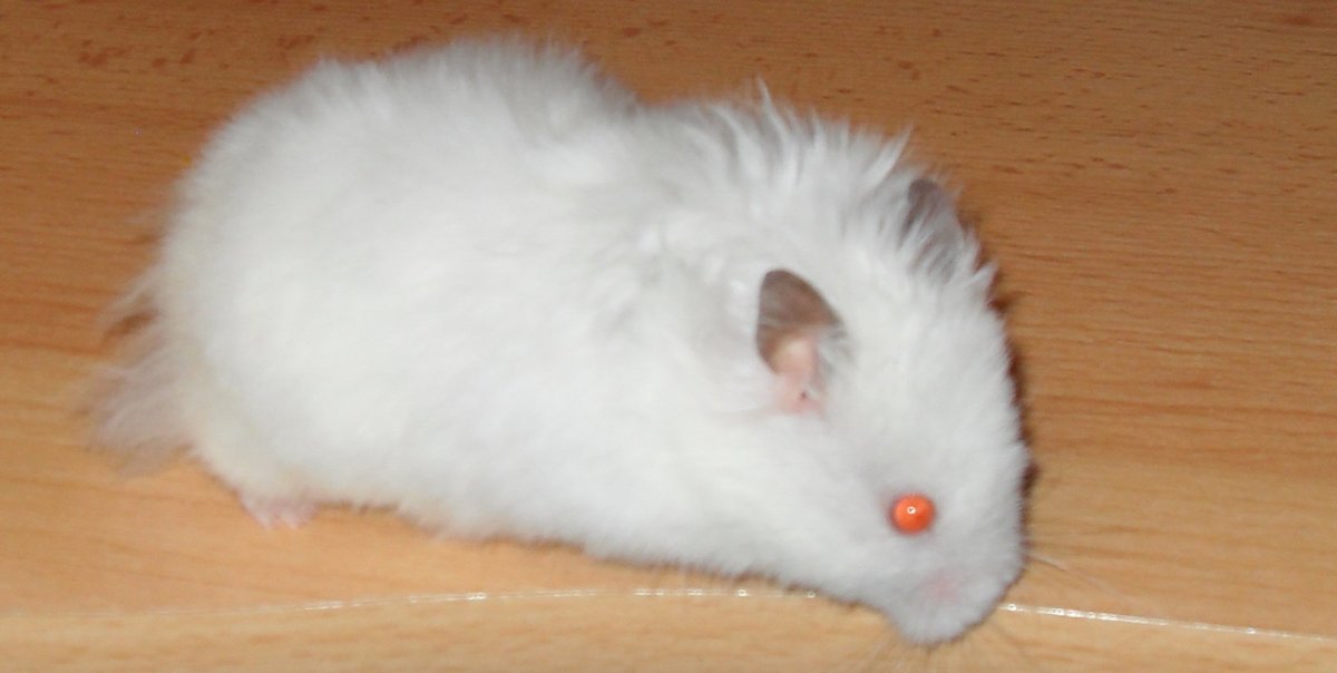 Пушистая милота