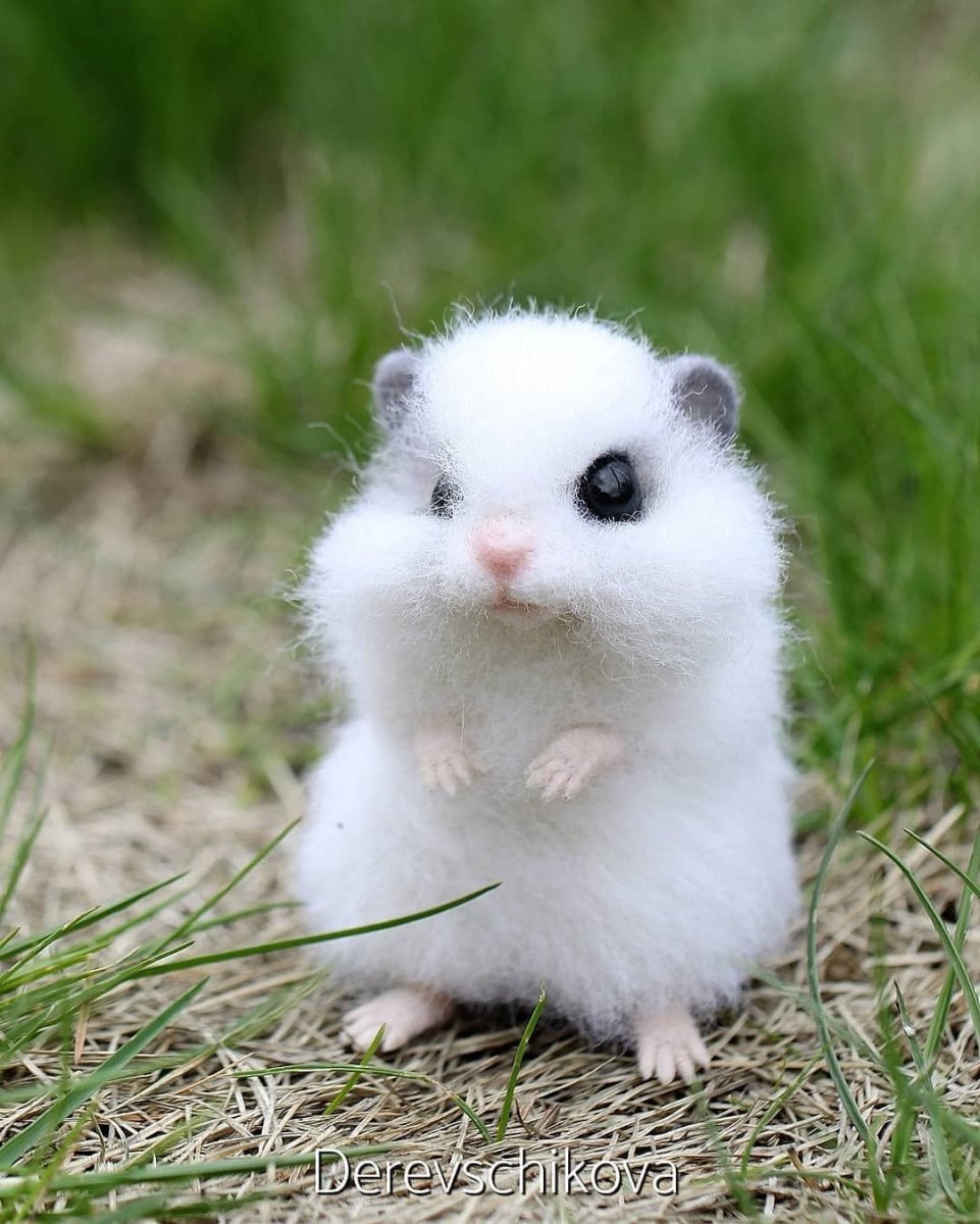 Джунгарский хомяк альбинос