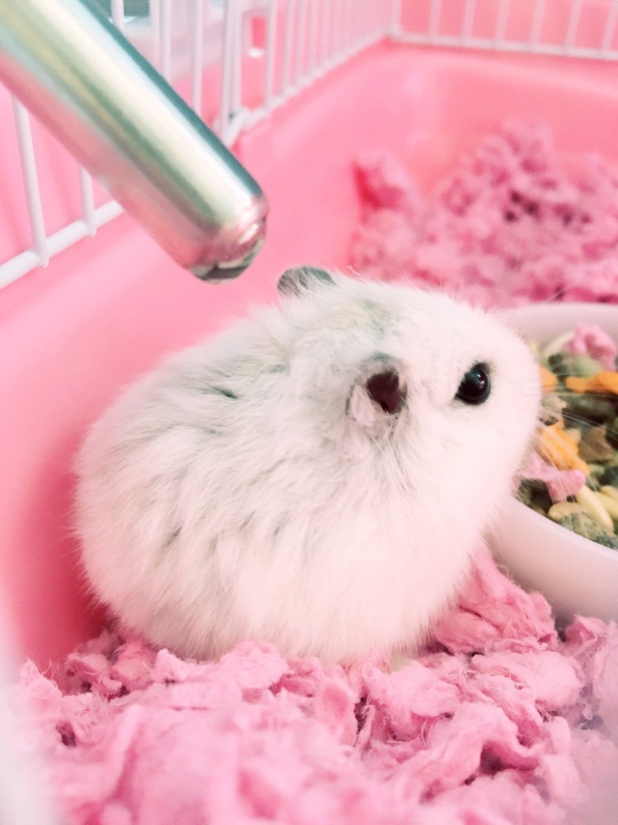 Хомяк джунгарский