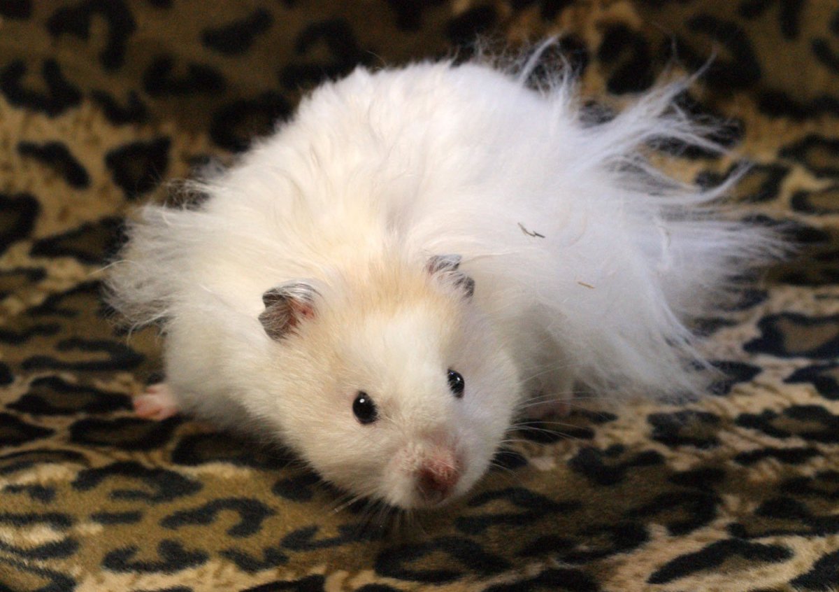 Серега хомяк