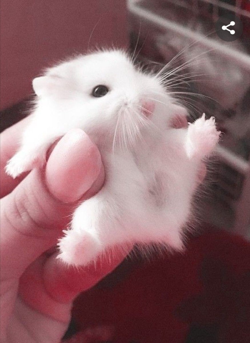 Маленькие джунгарские хомячки