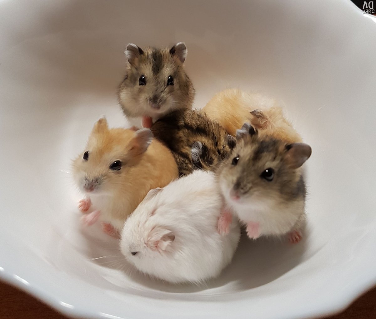 Хомяки джунгарики