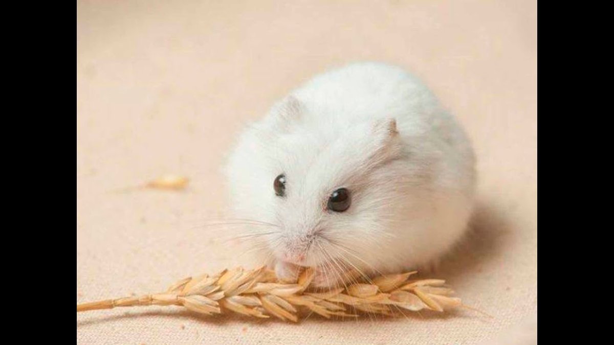 Джунгарский хомячок белый