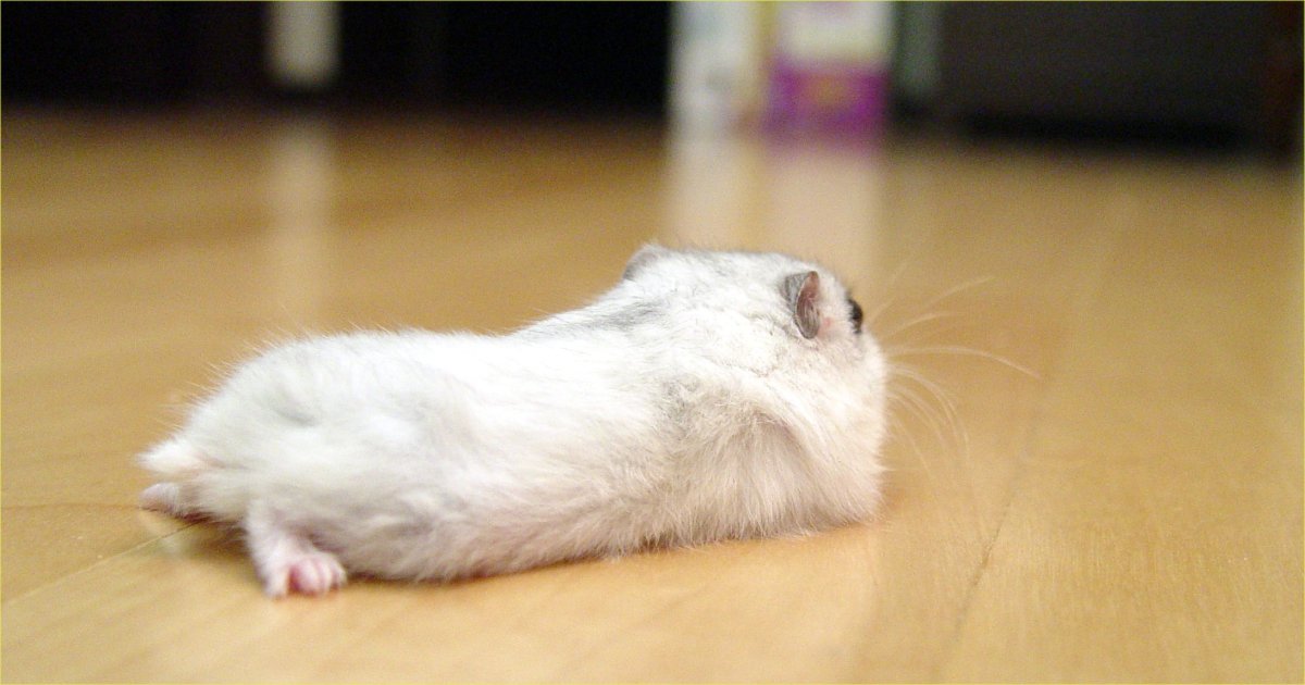 Белый хомяк джунгарик