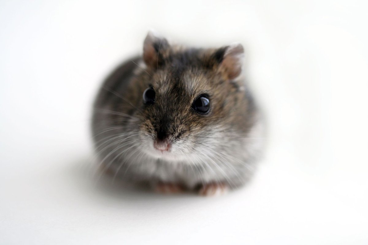 Джунгарский хомячок окрасы