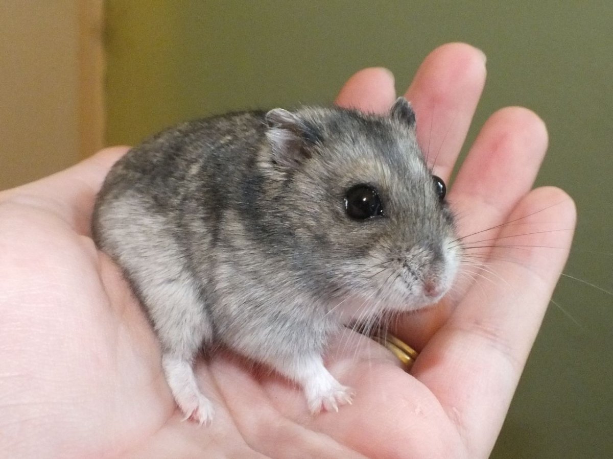 Джунгарский хомяк окрасы