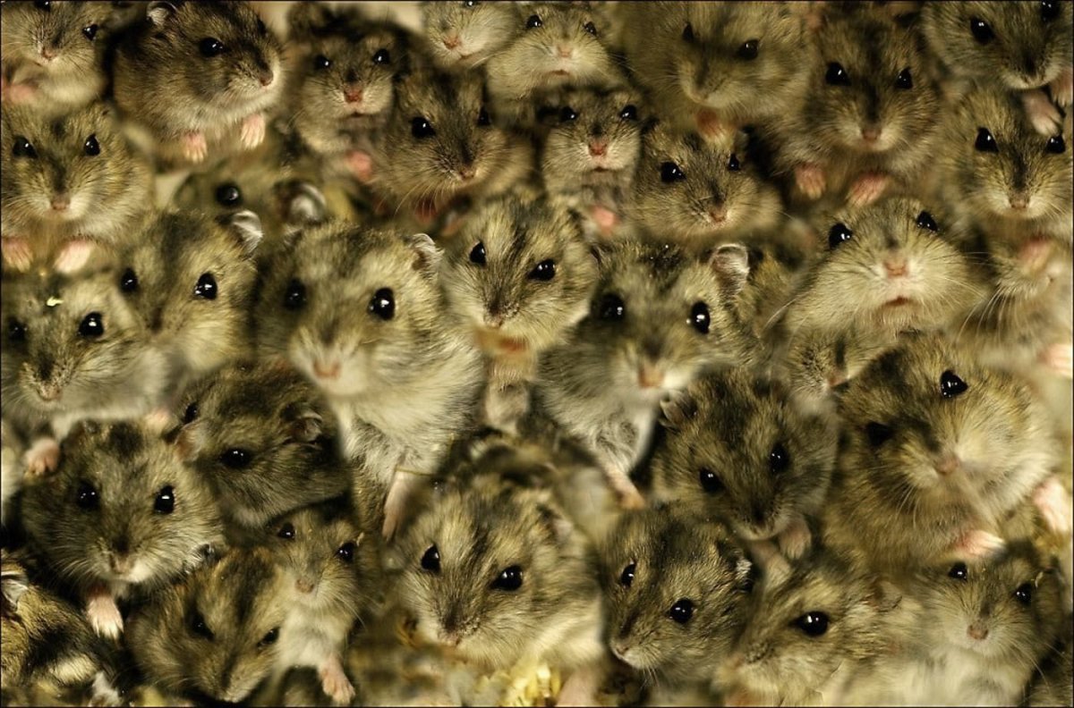 Хомяк джунгарик