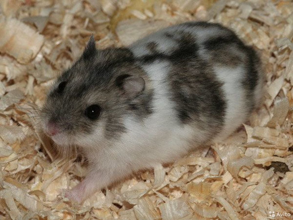 Хомяк породы морских свинок