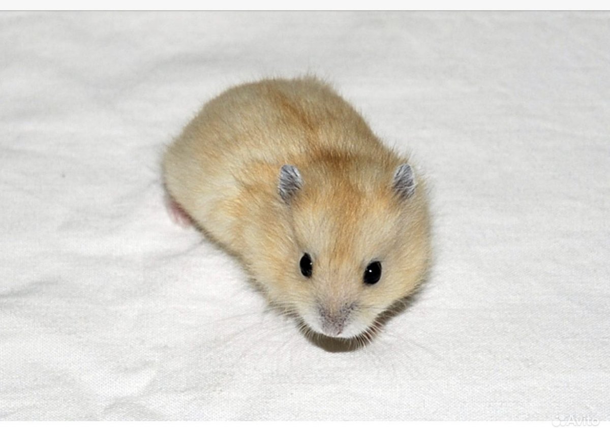 Джунгарский хомячок