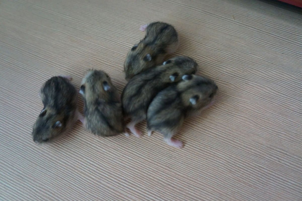 Карликовый хомяк джунгарский