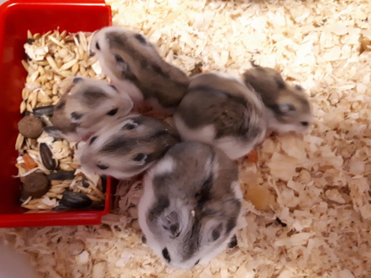 Джунгарский хомячок самка