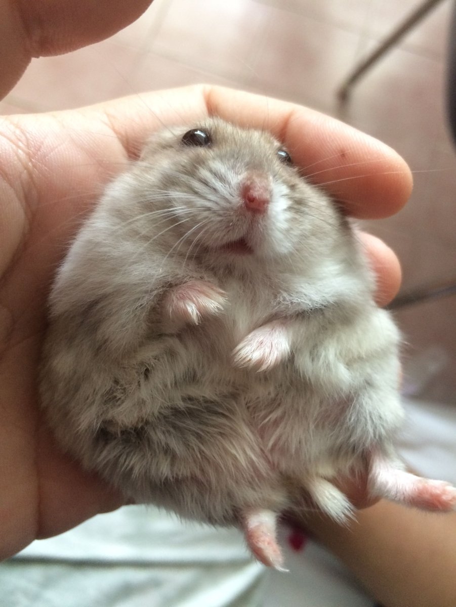 Разновидности джунгарских хомяков