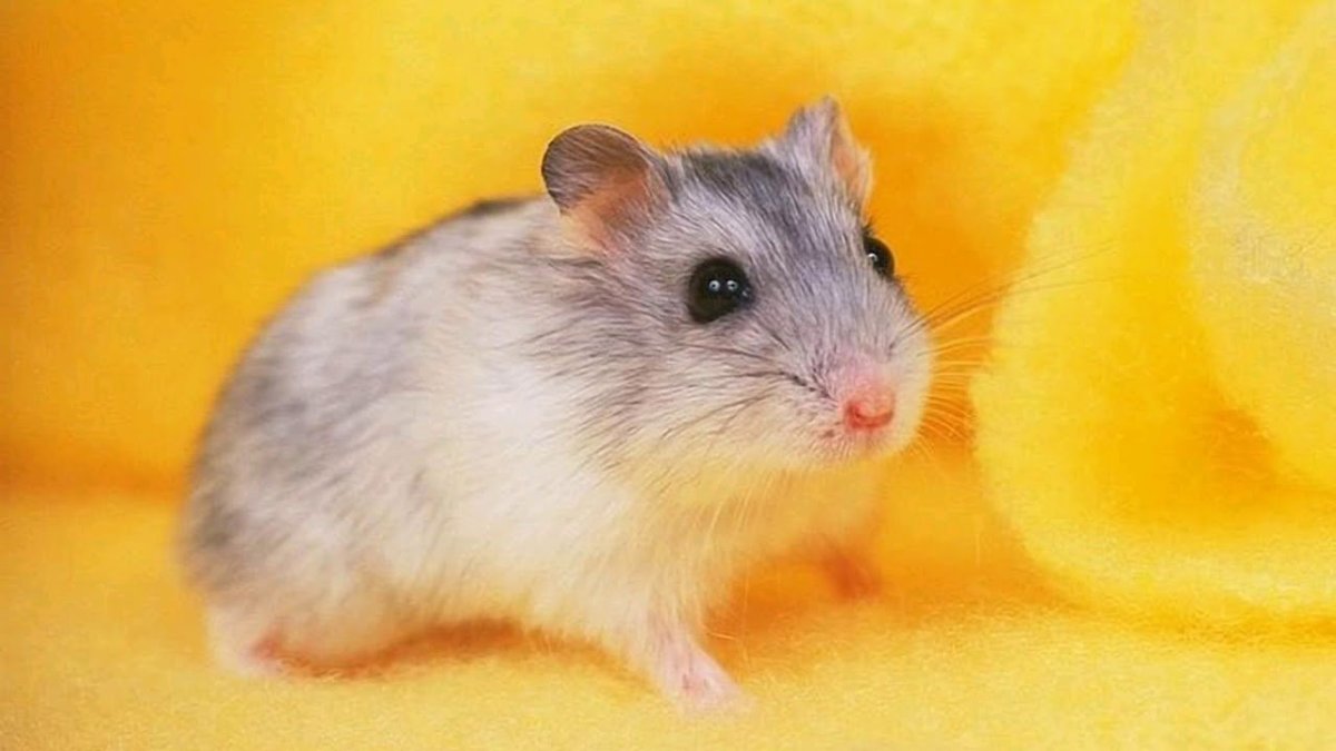 Хомяк джунгарский