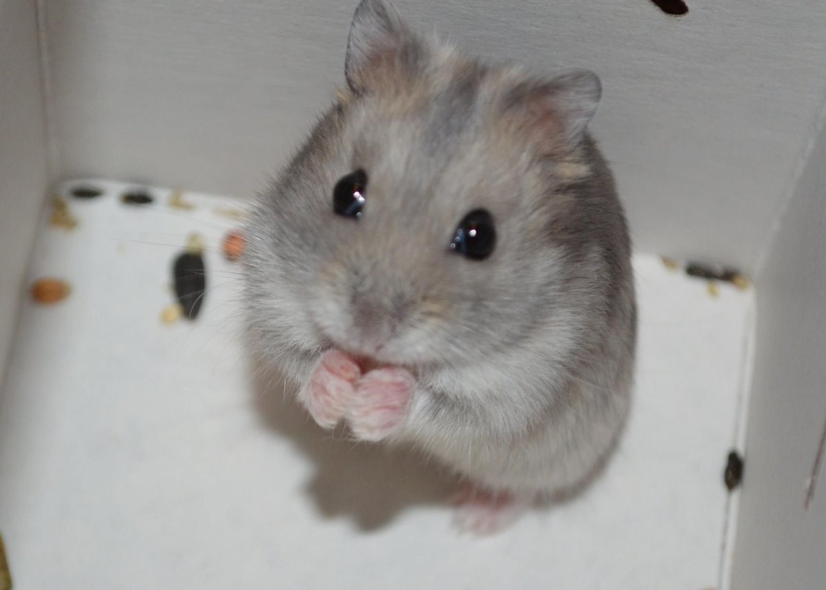 Сирийский хомяк и джунгарский хомяк