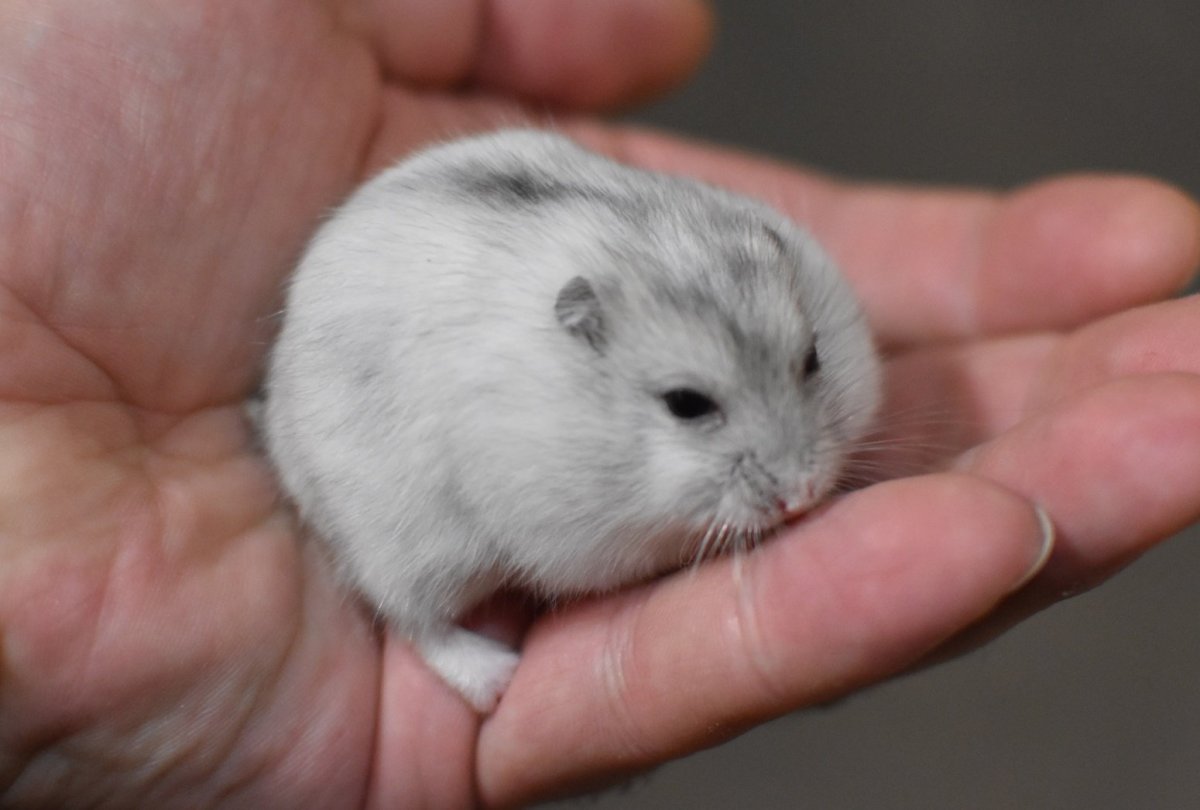 Хомяки джунгарики