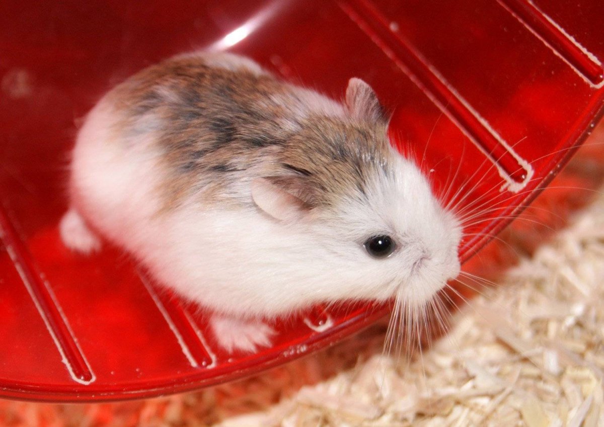 Маленькие джунгарские хомячки
