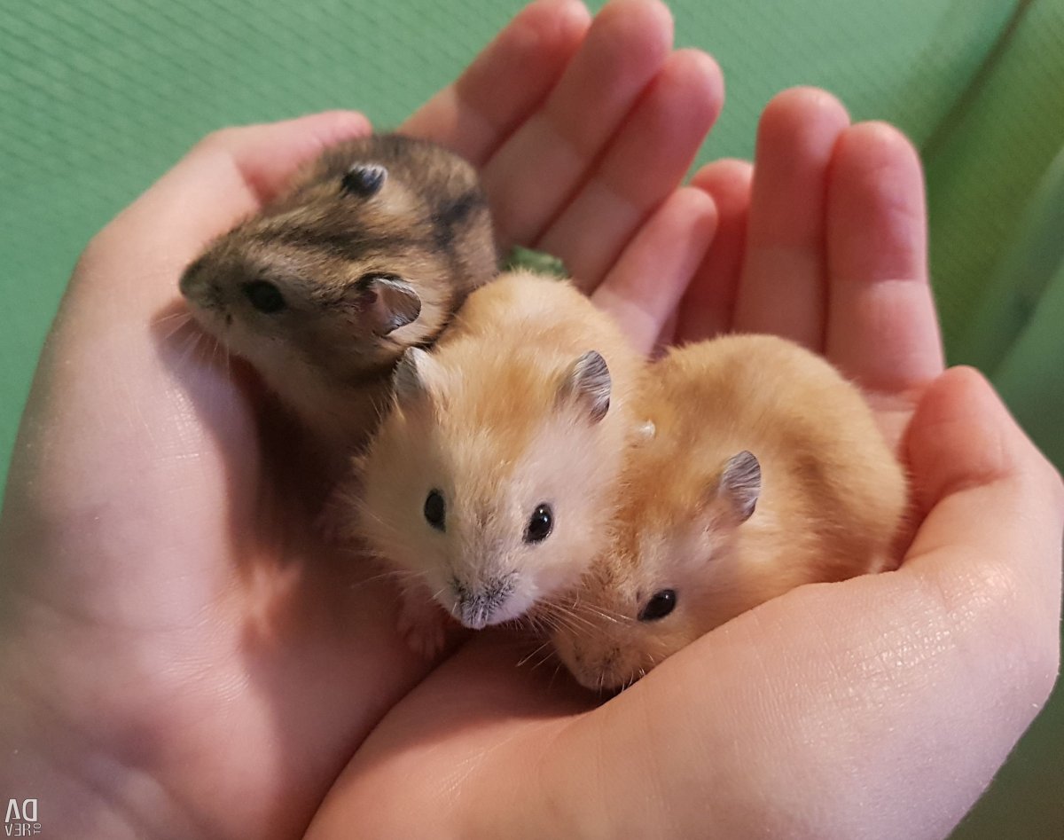 Джунгарский хомяк золотистый