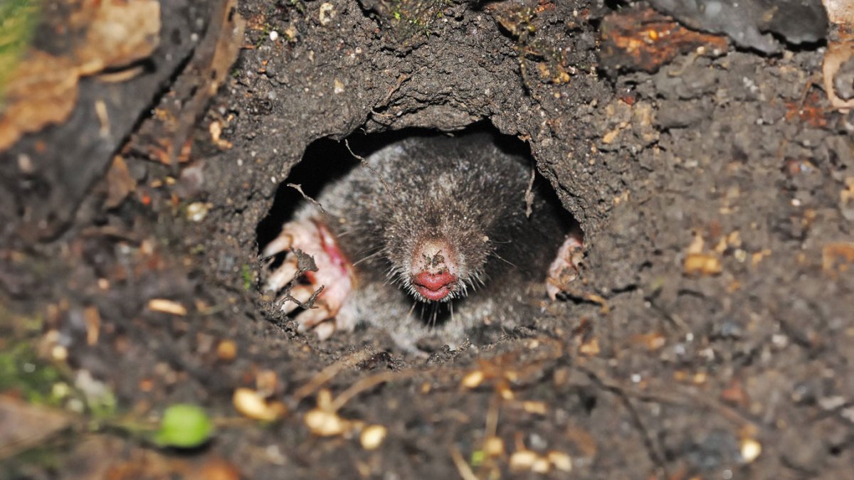 Норы кротов