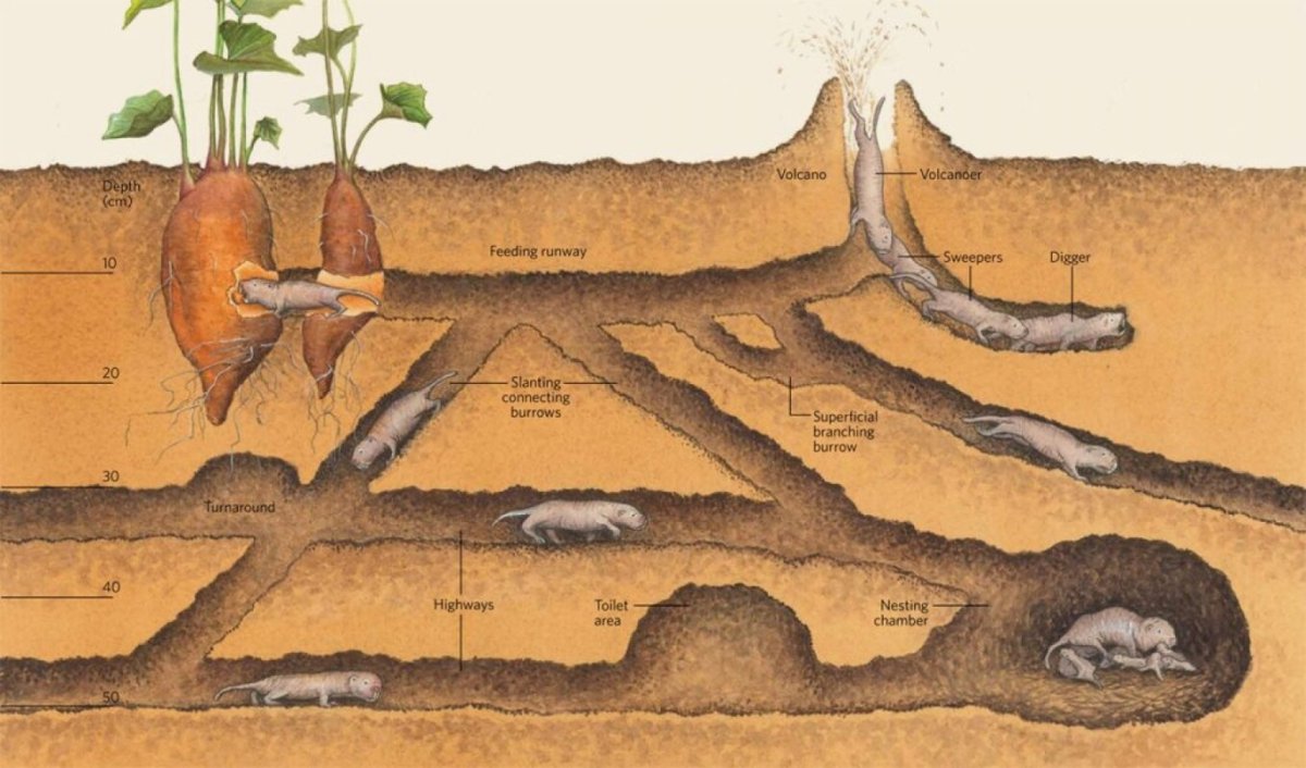 Слепыш схема Норы