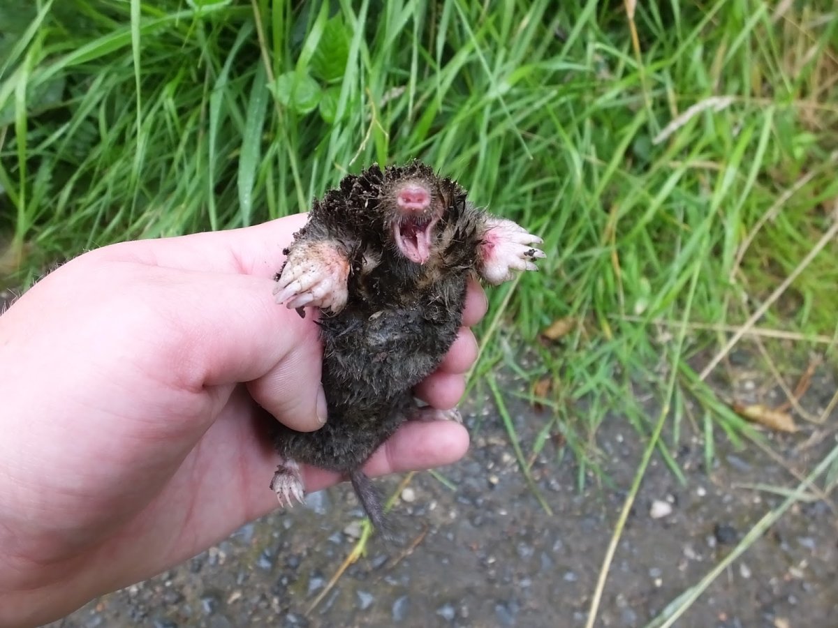 Кротовья Нора