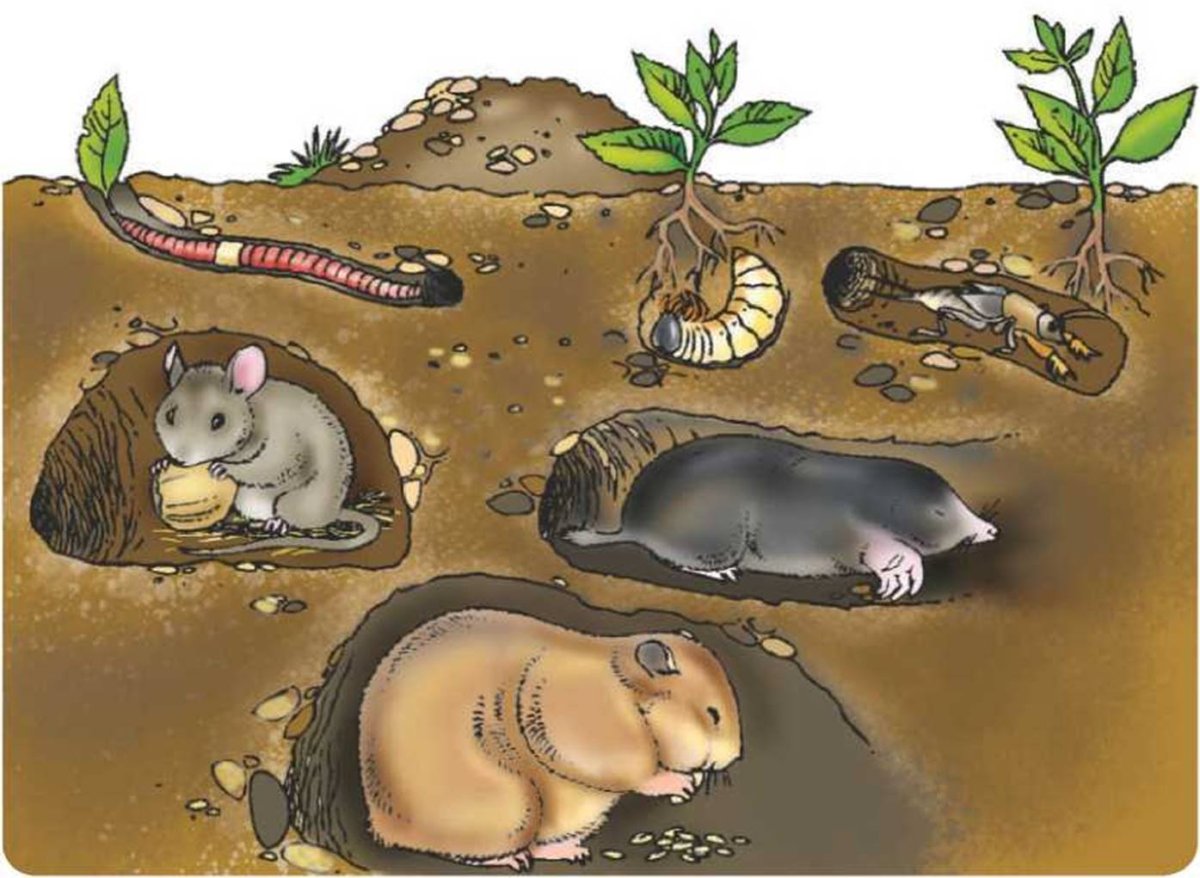 Крот на дачном участке