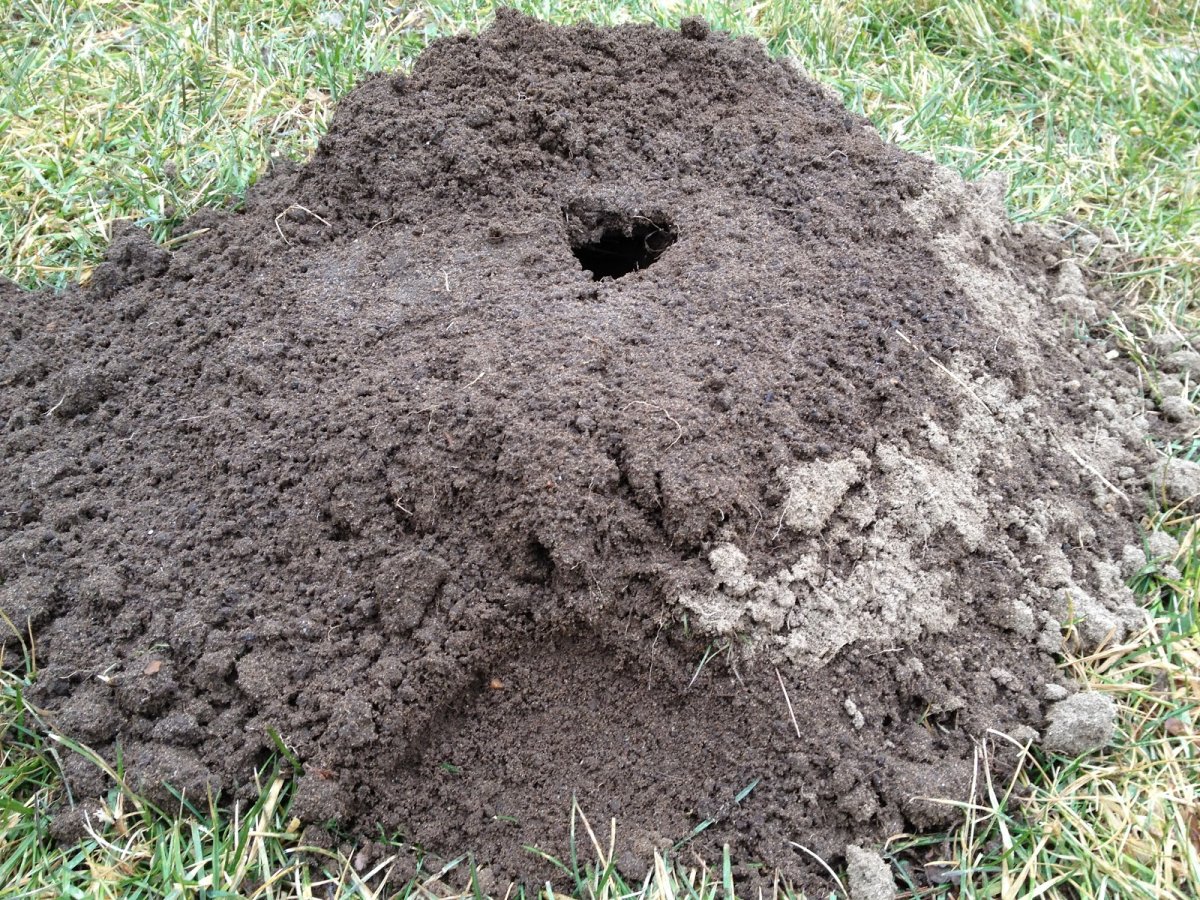 Норы от медведки