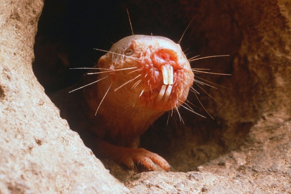 Голый землекоп животное