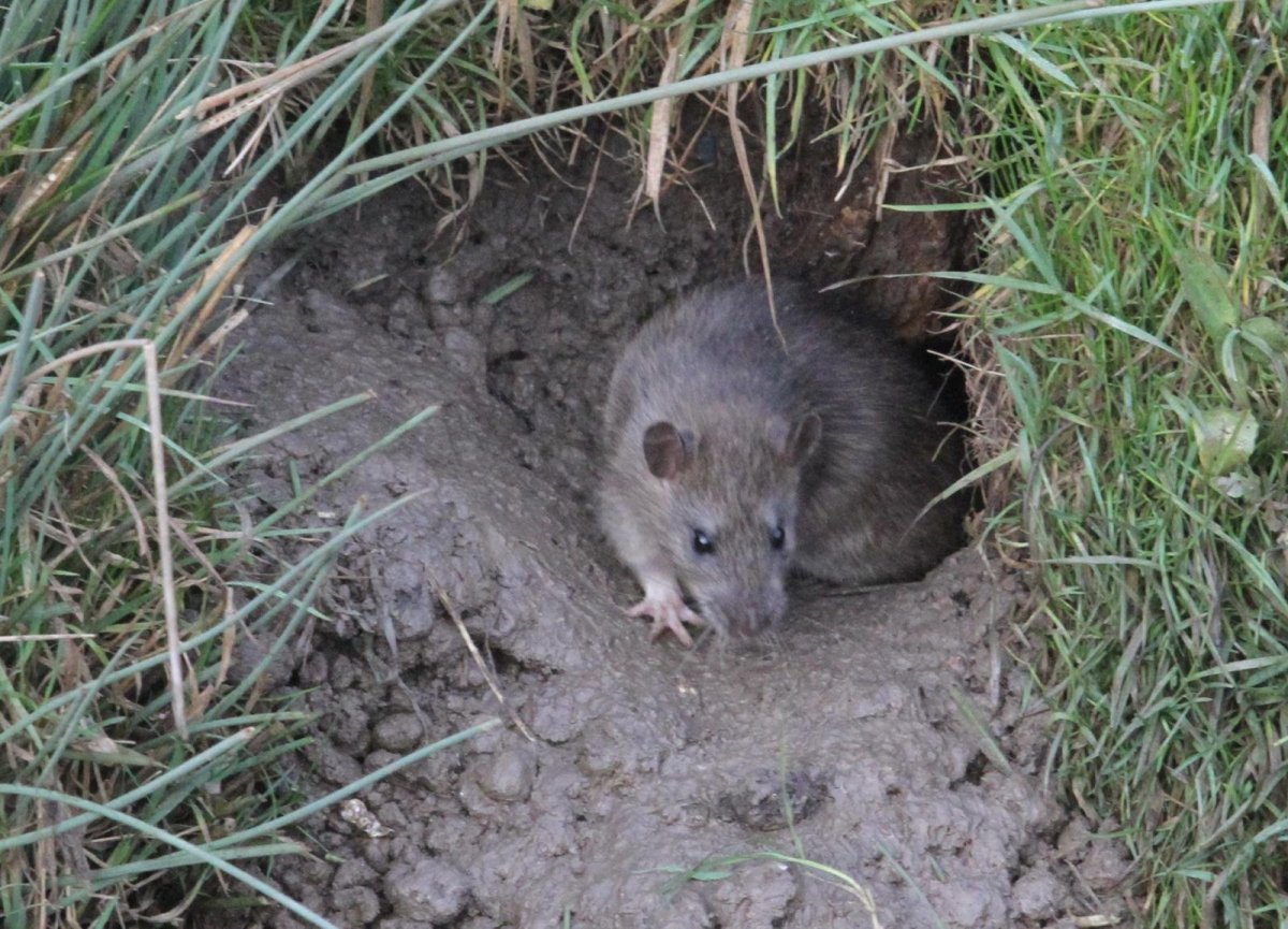 Мышь Малютка гнездо