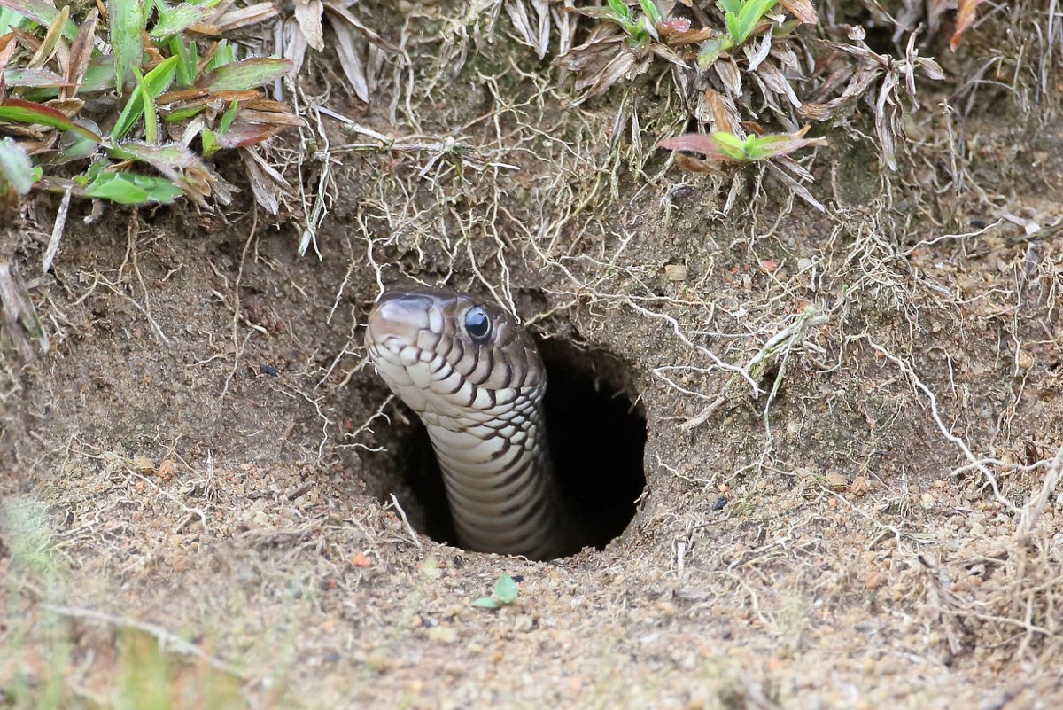 Схема Норы мыши полевки