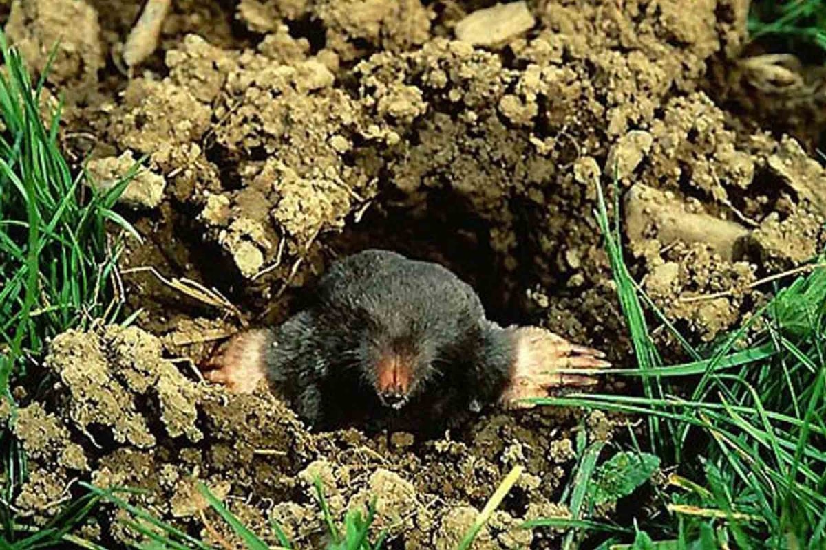 Холмы крота