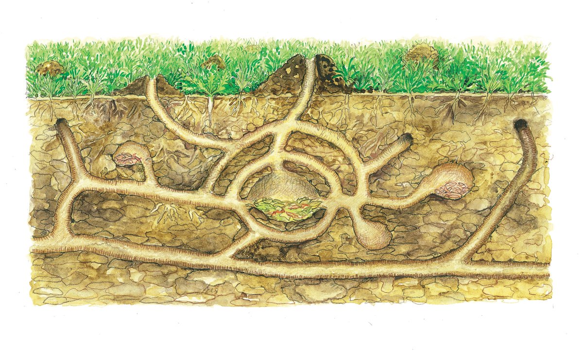 Мышка роет норку