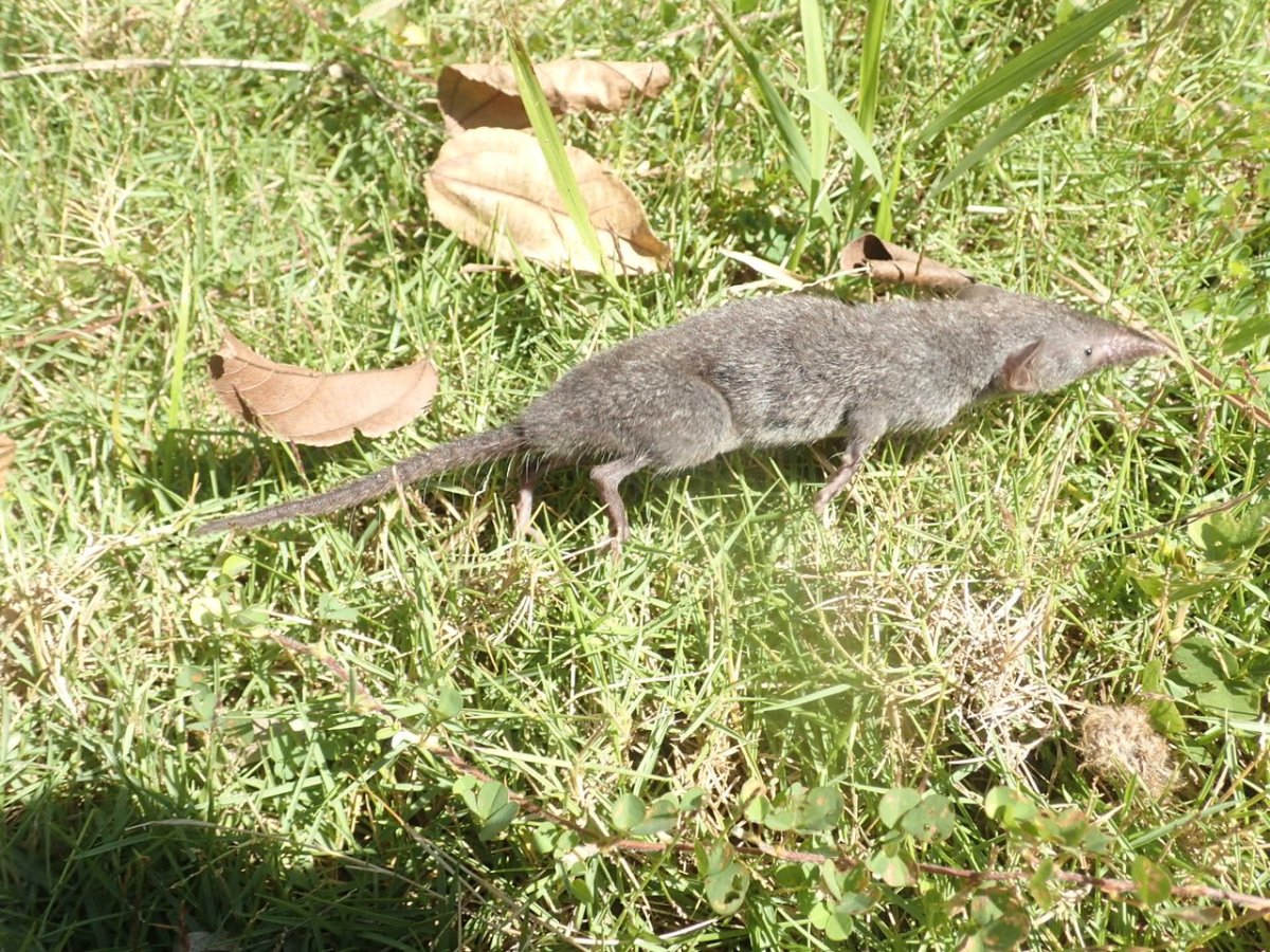 Крот слепыш обыкновенный