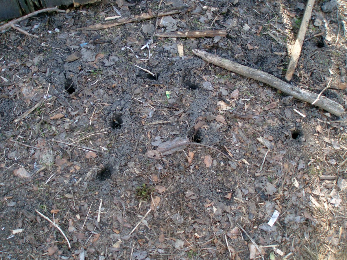 Землеройка слепыш