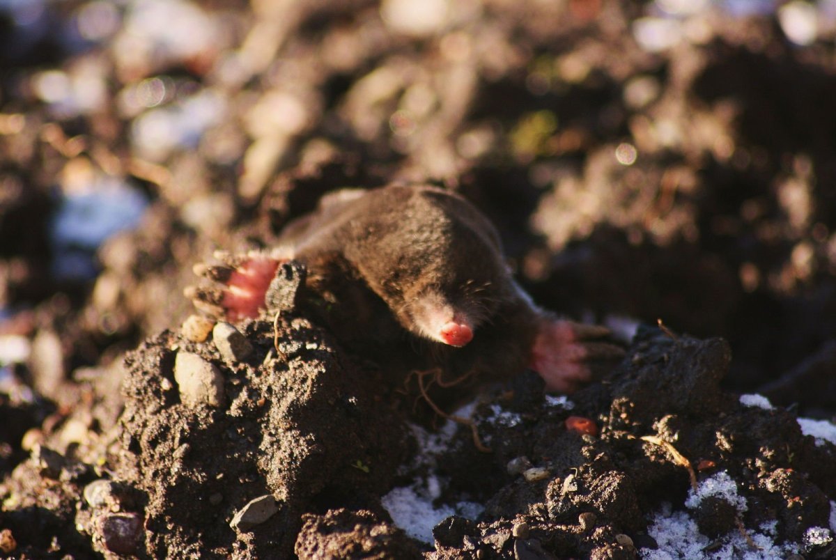 Хатка крота