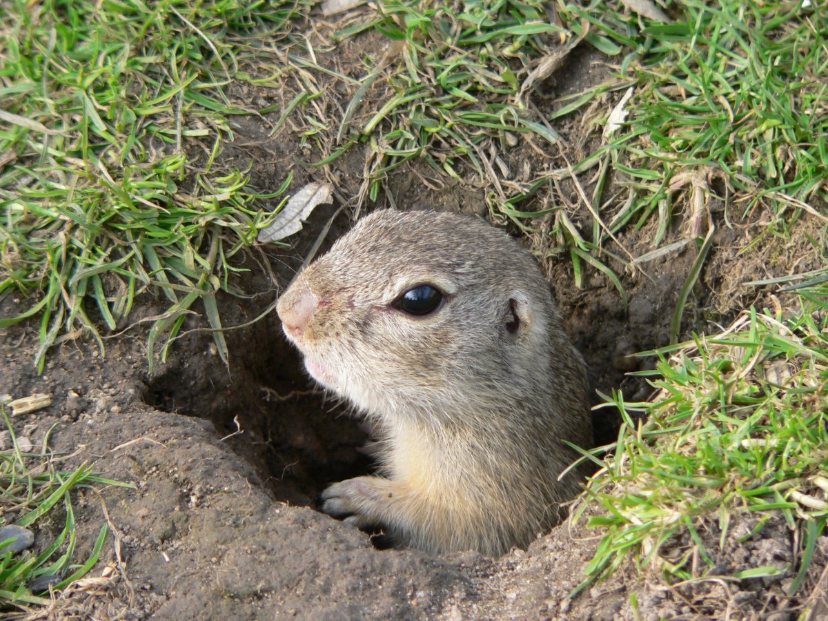 Spermophilus citellus