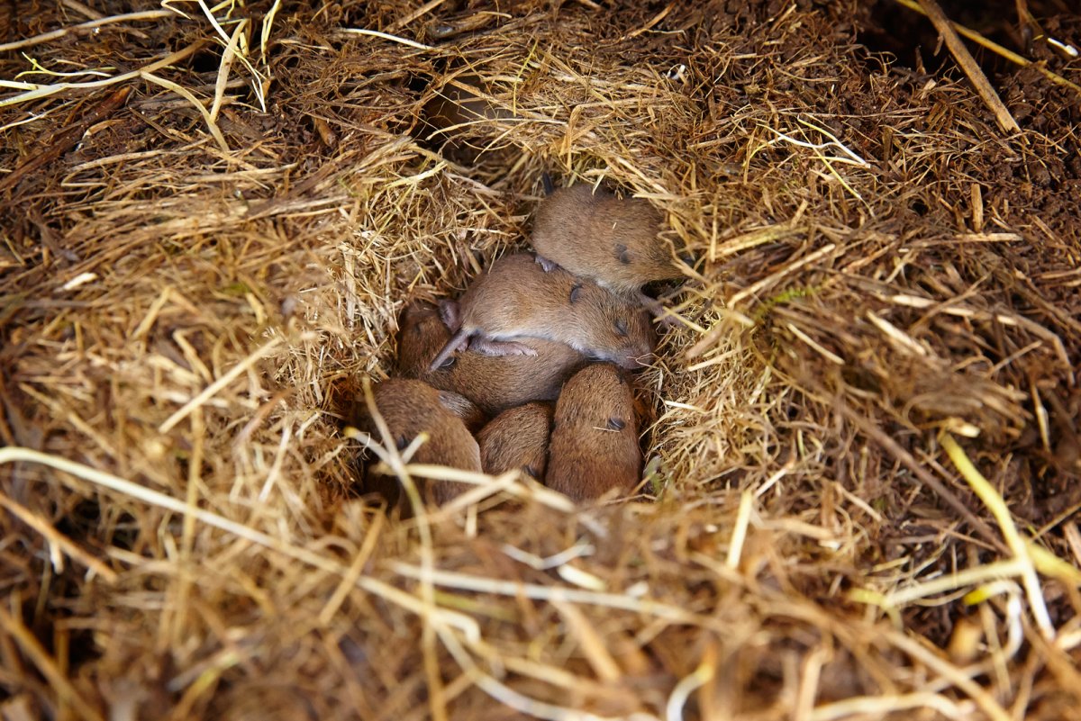 Строение Нор кротов