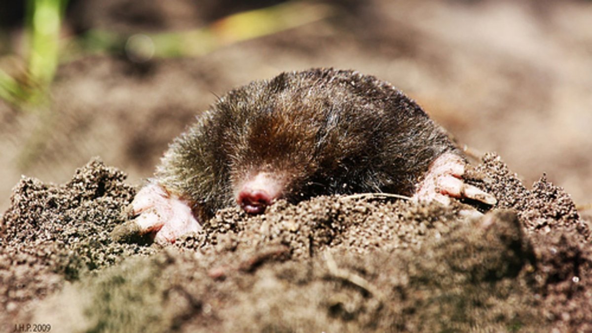 Крот Европейский обыкновенный