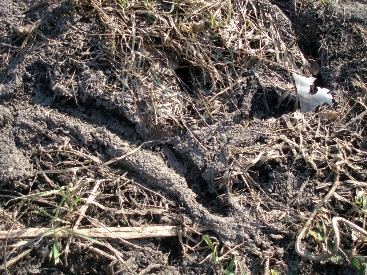 Змеиные ходы в земле