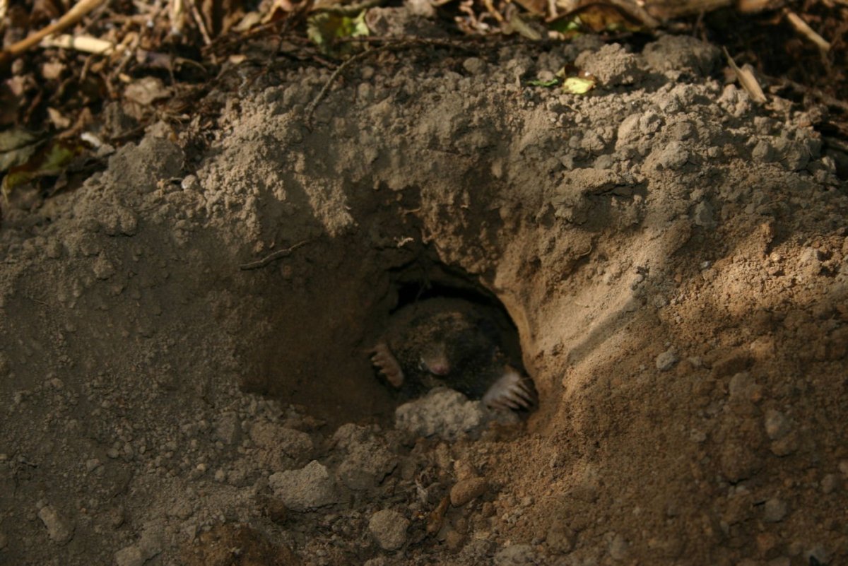 Норка крота кротовая Нора