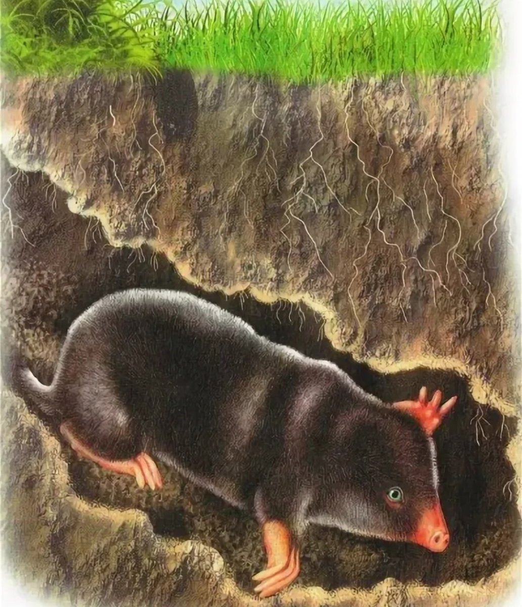 Гадюка обыкновенная Нора