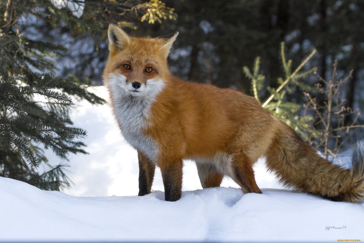 Обыкновенная лисица