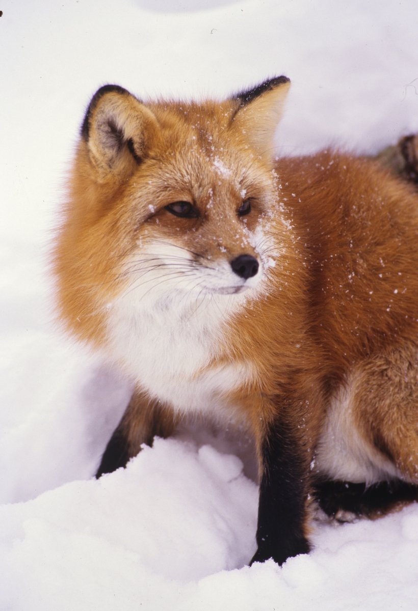 Лисица крестовка бургунди