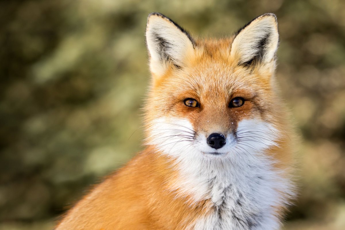 Животные похожие на лису