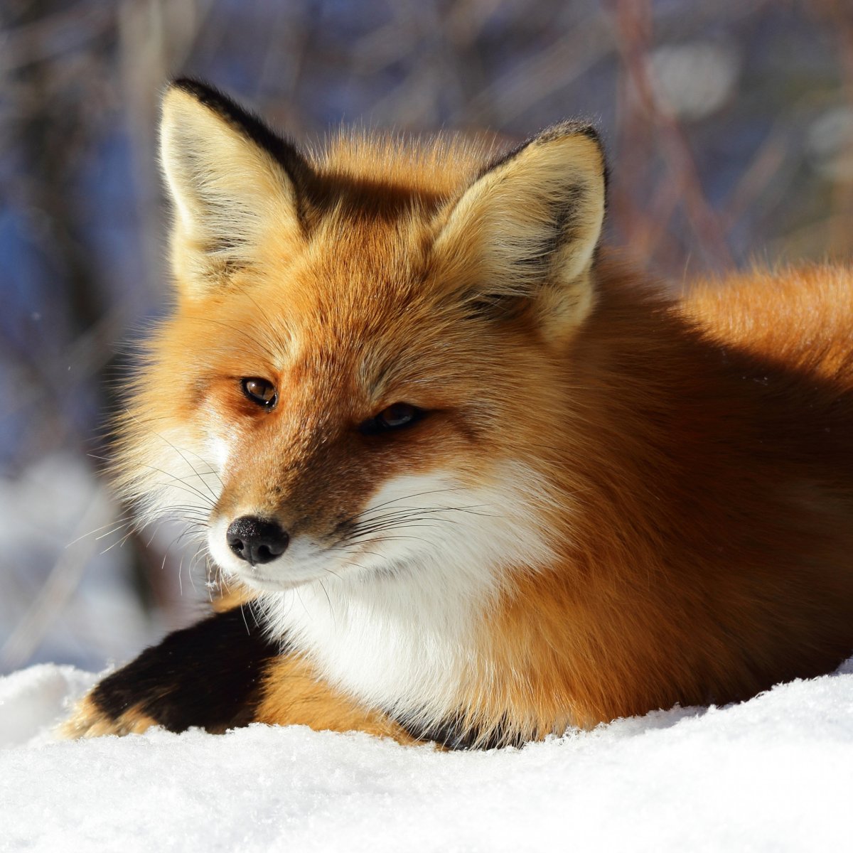 Лиса настоящая